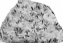 Dozens of 3-toed dinosaurs leave their mark in Queensland Detailed highlights of the rock sample at Biloela in Queensland.