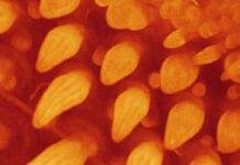 From dinosaurs to birds: the origins of feather formation At the 12th day of incubation, feather buds exhibit longitudinal domains of cell density that correspond to the barbs of the future down feather. © Rory Cooper & Michel Milinkovitch (CC BY)