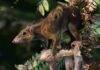 Mammals were adapting from life in the trees to living on the ground before dinosaur-killing asteroid Dryolestes, a Late Jurassic relative of the Cretaceous therians. Credit: Artist James Brown, courtesy of Pamela Gill