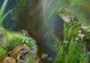 Australia’s oldest prehistoric tree frog hops 22 million years back in time Artist’s reconstruction of the new species Litoria tylerantiqua (right) and previously described species Platyplectrum casca (left) from Murgon, south-eastern Queensland Credit: Samantha Yabsley,