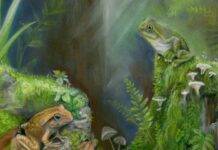 Australia’s oldest prehistoric tree frog hops 22 million years back in time Artist’s reconstruction of the new species Litoria tylerantiqua (right) and previously described species Platyplectrum casca (left) from Murgon, south-eastern Queensland Credit: Samantha Yabsley,