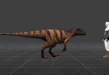 Digital reconstruction reveals 80 steps of prehistoric life An image from the reconstruction of the dinosaur's movements. Image: Dr A Romilio