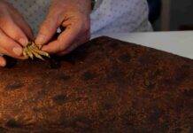 Fossil tracks revise march of early life on Earth Professor Long compares the trackways with a modern Iguana foot.