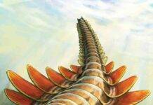 Palaeontologists discover 506-million-year-old predator Life reconstruction of Mosura fentoni, art by Danielle Dufault © ROM