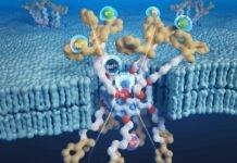 Rare earth element extraction bolstered by new research An illustration of the nano channels Texas Engineers developed for rare earth element extraction