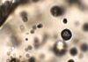 Tiny gas bubbles reveal secrets of Hawaiian volcanoes Tiny gas bubbles