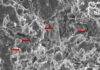 Dinosaurs could hold key to cancer discoveries An image of fossilised erythrocyte-like structures