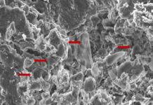 Dinosaurs could hold key to cancer discoveries An image of fossilised erythrocyte-like structures