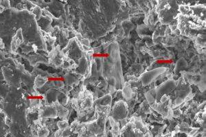 An image of fossilised erythrocyte-like structures