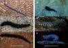 New velvet worm species a first for the arid Karoo Photographic images of the dorsal aspect of selected live velvet worm species from the Western Cape province, South Africa (A–F). Peripatopsis balfouri s.s. from Bats Cave ravine, Cape Peninsula, Table Mountain range (A). P. palmeri sp. nov., from 22 Waterfalls, Porterville (B). P. barnardi sp. nov., from the Groot Swartberg Mountains, Little Karoo (C). P. landroskoppie sp. nov., from Landroskop (B) outside Grabouw (D). P. fernkloofi sp. nov., from Fernkloof Nature Reserve, Hermanus (E) and P. limietbergi sp. nov., from Mitchell's Pass (F). Scale bar = 10 mm.