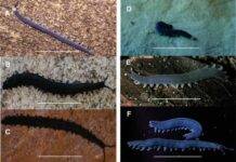 New velvet worm species a first for the arid Karoo Photographic images of the dorsal aspect of selected live velvet worm species from the Western Cape province, South Africa (A–F). Peripatopsis balfouri s.s. from Bats Cave ravine, Cape Peninsula, Table Mountain range (A). P. palmeri sp. nov., from 22 Waterfalls, Porterville (B). P. barnardi sp. nov., from the Groot Swartberg Mountains, Little Karoo (C). P. landroskoppie sp. nov., from Landroskop (B) outside Grabouw (D). P. fernkloofi sp. nov., from Fernkloof Nature Reserve, Hermanus (E) and P. limietbergi sp. nov., from Mitchell's Pass (F). Scale bar = 10 mm.