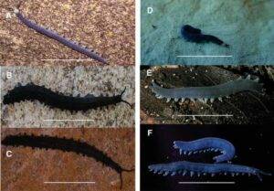 Photographic images of the dorsal aspect of selected live velvet worm species from the Western Cape province, South Africa (A–F). Peripatopsis balfouri s.s. from Bats Cave ravine, Cape Peninsula, Table Mountain range (A). P. palmeri sp. nov., from 22 Waterfalls, Porterville (B). P. barnardi sp. nov., from the Groot Swartberg Mountains, Little Karoo (C). P. landroskoppie sp. nov., from Landroskop (B) outside Grabouw (D). P. fernkloofi sp. nov., from Fernkloof Nature Reserve, Hermanus (E) and P. limietbergi sp. nov., from Mitchell's Pass (F). Scale bar = 10 mm.