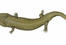 Ancient predators and giant amphibians found in African fossil treasure trove The tracks may have been made by a giant temnospondyl like Uranocentrodon senekalensis. Image © Dmitry Bogdanov, licensed under CC BY 3.0 via Wikimedia Commons