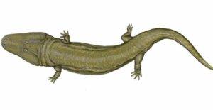 The tracks may have been made by a giant temnospondyl like Uranocentrodon senekalensis. Image © Dmitry Bogdanov, licensed under CC BY 3.0 via Wikimedia Commons