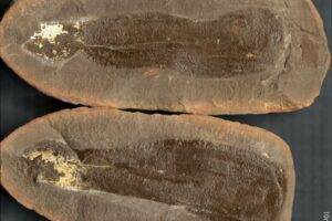A Tully Monster (Tullimonstrum gregarium). Credit: University of Missouri