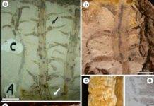 A 296-million-year-old fossil unearthed in Brazil sheds light on ancient plant mystery Different views of the material studied. Credit: Review of Palaeobotany and Palynology (2025). DOI: 10.1016/j.revpalbo.2025.105401
