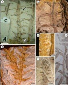 Different views of the material studied. Credit: Review of Palaeobotany and Palynology (2025). DOI: 10.1016/j.revpalbo.2025.105401