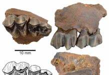5-million-year-old deer fossils link modern wildlife to ancient North American forests Dentition of Eocoileus gentryorum from the Gray Fossil Site compared to a sample of fossil and extant cervids. Credit: Palaeontologia Electronica (2025). DOI: 10.26879/1560