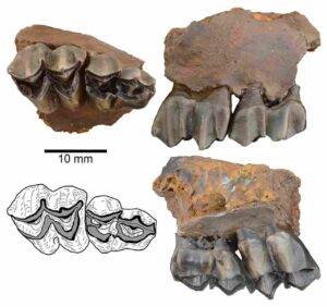 Dentition of Eocoileus gentryorum from the Gray Fossil Site compared to a sample of fossil and extant cervids. Credit: Palaeontologia Electronica (2025). DOI: 10.26879/1560