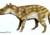 An ancient predator’s bone-crunching diet shift offers clues on surviving climate change Fossil studies of the extinct predator Dissacus praenuntius offer clues as to how ancient animals responded to environmental changes. The ancient omnivore was about the size of a jackal or a coyote. Credit: ДиБгд, CC BY 4.0 , via Wikimedia Commons