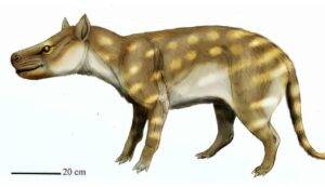 Fossil studies of the extinct predator Dissacus praenuntius offer clues as to how ancient animals responded to environmental changes. The ancient omnivore was about the size of a jackal or a coyote. Credit: ДиБгд, CC BY 4.0 , via Wikimedia Commons