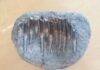 Clues for dinosaurs’ diets found in the chemistry of their fossil teeth A set of Diplodocus teeth sampled by researcher Liam Norris. Credit: Liam Norris
