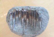 Clues for dinosaurs’ diets found in the chemistry of their fossil teeth A set of Diplodocus teeth sampled by researcher Liam Norris. Credit: Liam Norris