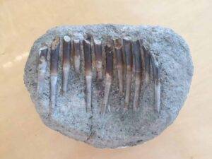 A set of Diplodocus teeth sampled by researcher Liam Norris. Credit: Liam Norris