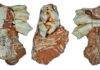 Fossilized reindeer tooth reveals glacial-era fauna in ancient Iberian Peninsula The Atapuerca Reindeer Fossil: an Upper Deciduous Third Molar from a Juvenile . Credit: Jan van der Made