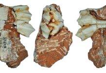 Fossilized reindeer tooth reveals glacial-era fauna in ancient Iberian Peninsula The Atapuerca Reindeer Fossil: an Upper Deciduous Third Molar from a Juvenile . Credit: Jan van der Made