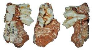 The Atapuerca Reindeer Fossil: an Upper Deciduous Third Molar from a Juvenile . Credit: Jan van der Made