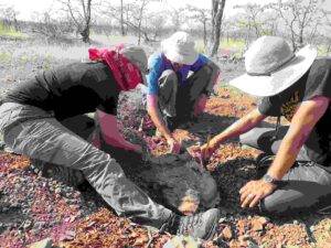 Jacqueline Lungmus, an assistant professor of geosciences at the University of Oklahoma and UW undergraduate alum; Kenneth Angielczyk, curator of paleomammology at the Field Museum; and Brandon Peecook, associate professor of biological sciences at Idaho State University and a UW doctoral alum, excavate a fossilized dicynodont from the Permian of Zambia. Credit: Roger Smith/University of the Witwatersrand