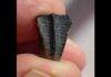 Oddity from Alabama creek is tooth of dinosaur that reached 30 feet, experts say Credit: John Friel, Alabama Museum of Natural History