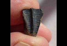 Oddity from Alabama creek is tooth of dinosaur that reached 30 feet, experts say Credit: John Friel, Alabama Museum of Natural History