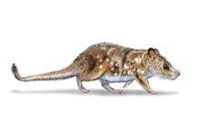 Scientists find 74-million-year-old mammal fossil in Chile This illustration by Mauricio Alvarez depicts 'Yeutherium pressor,' a tiny mammal that lived in the time of the dinosaurs in what is now southern Chile.