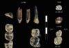 Scientists uncover new fossils—and a new species of ancient human ancestor The 13 fossil teeth collected in the Ledi-Geraru Research Area from 2015–2018. The collections at LD 750 and LD 760 localities represent a newly-discovered species of Australopithecus. LD 302 and AS 100 represent early Homo already known from the LD 350 mandible discovered in 2013. Credit: Brian Villmoare: University of Nevada Las Vegas