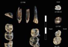 Scientists uncover new fossils—and a new species of ancient human ancestor The 13 fossil teeth collected in the Ledi-Geraru Research Area from 2015–2018. The collections at LD 750 and LD 760 localities represent a newly-discovered species of Australopithecus. LD 302 and AS 100 represent early Homo already known from the LD 350 mandible discovered in 2013. Credit: Brian Villmoare: University of Nevada Las Vegas