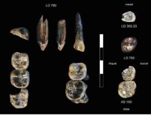 The 13 fossil teeth collected in the Ledi-Geraru Research Area from 2015–2018. The collections at LD 750 and LD 760 localities represent a newly-discovered species of Australopithecus. LD 302 and AS 100 represent early Homo already known from the LD 350 mandible discovered in 2013. Credit: Brian Villmoare: University of Nevada Las Vegas