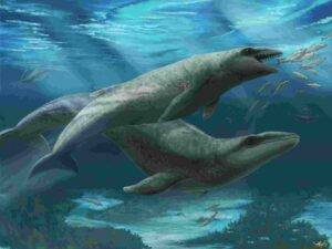 Janjucetus dullardi calf and mother. Artwork by Ruairidh Duncan. Credit: Ruairidh Duncan / Museums Victoria