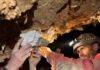 South African caves filled with fossil clues to Pleistocene Epoch Dominic Stratford of Stony Brook University and Tyler Faith collect a possible hominin tooth found in sediments cemented to the roof of a cave in South Africa’s Cango Valley. The fragile specimen will remain in South Africa and be CT scanned. Credit: Lauren Schroeder, University of Toronto Mississauga