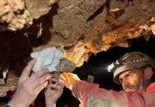 South African caves filled with fossil clues to Pleistocene Epoch Dominic Stratford of Stony Brook University and Tyler Faith collect a possible hominin tooth found in sediments cemented to the roof of a cave in South Africa’s Cango Valley. The fragile specimen will remain in South Africa and be CT scanned. Credit: Lauren Schroeder, University of Toronto Mississauga