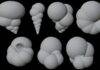 Tiny fossils lead to smarter robots with automated sorting Credit: Sanjana Banerjee, NC State University