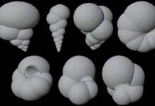 Tiny fossils lead to smarter robots with automated sorting Credit: Sanjana Banerjee, NC State University