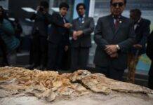 12-million-year-old porpoise fossil found in Peru A complete petrified skeleton of an ancestor of modern porpoises dating back more than 10 million years is unveiled at the Geological, Mining, and Metallurgical Institute (INGEMMET) in Lima on September 17, 2025.