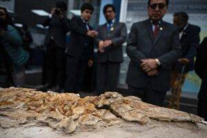 A complete petrified skeleton of an ancestor of modern porpoises dating back more than 10 million years is unveiled at the Geological, Mining, and Metallurgical Institute (INGEMMET) in Lima on September 17, 2025.