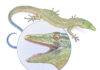 Jurassic reptile fossil discovery blurs the line between snake and lizard A reconstruction of Breugnathair elgolensis, the newly described Jurassic species with characteristics of both lizards and snakes. Credit: Mick Ellison/AMNH