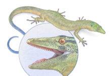 Jurassic reptile fossil discovery blurs the line between snake and lizard A reconstruction of Breugnathair elgolensis, the newly described Jurassic species with characteristics of both lizards and snakes. Credit: Mick Ellison/AMNH