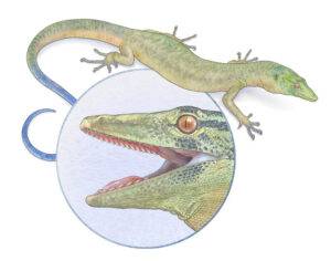A reconstruction of Breugnathair elgolensis, the newly described Jurassic species with characteristics of both lizards and snakes. Credit: Mick Ellison/AMNH