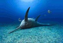 New ichthyosaur species with robust ribs discovered in Jurassic clay pit A commissioned artwork by Andrey Atuchin illustrates Eurhinosaurus mistelgauensis on a belemnite battleground. Credit: Andrey Atuchin. CC-BY 4.0