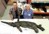 Rare Jurassic ‘sword dragon’ prehistoric reptile discovered in the UK sword dragon. Credit: University of Manchester